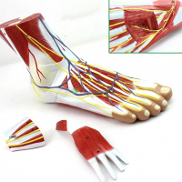 足部区域解剖学
