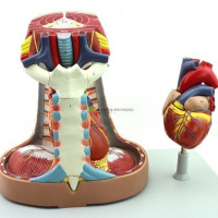 Mediastinum