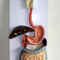 Human Digestive System