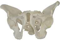Skeletal Pelvis, Male