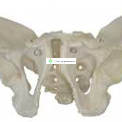 Skeletal Pelvis, Male