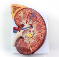 Kidney with Adrenal Gland, 3x Life Size