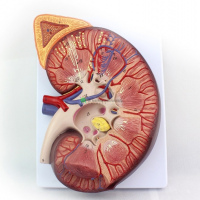 Kidney with Adrenal Gland, 3x Life Size