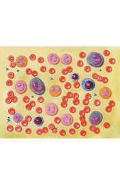 Human Blood Cells Model, 2000x