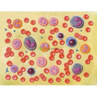 Human Blood Cells Model, 2000x