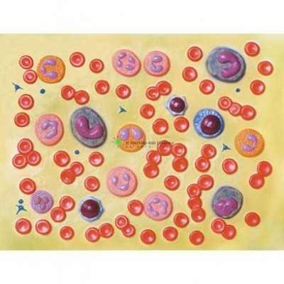 Human Blood Cells Model, 2000x