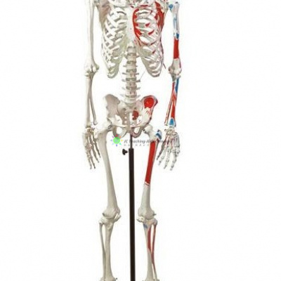 Human Muscular Skeleton