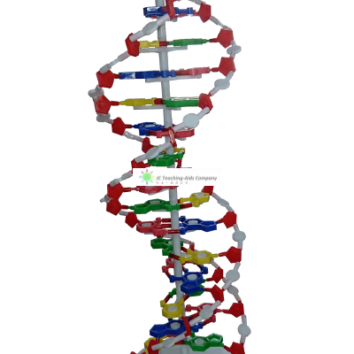 DNA Model, 16 base pair