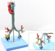 Model of Segmental with Larynx