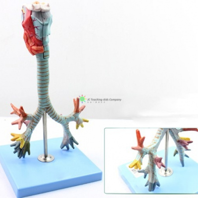 Model of Segmental with Larynx