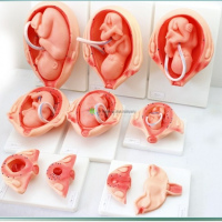 Fetal Development (Detail), 10-parts