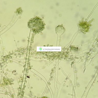 米曲霉孢子粉