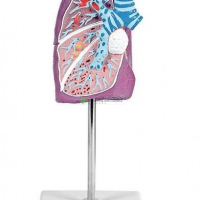 肺病理模型