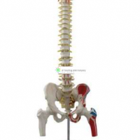 Flexible Vertebral Column with Femur Head, Muscle Insertions Removable Sacral Crest