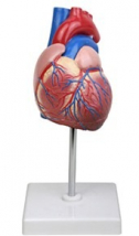 Human Heart, 2 Parts