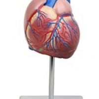 Human Heart, 2 Parts