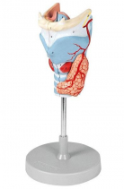 Larynx Model, 2 Times Enlarged