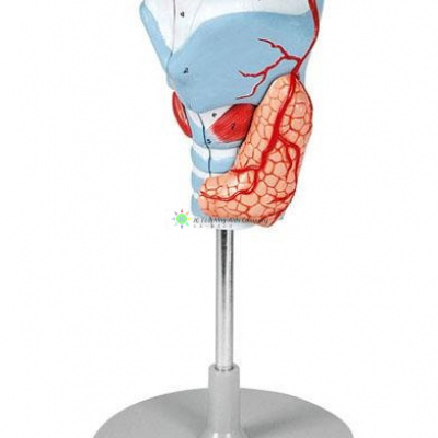 Larynx Model, 2 Times Enlarged