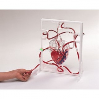 三維泵血液心臟模型