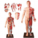 Human Body (Half muscle and Half Skin), 28-parts