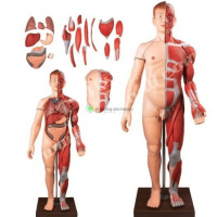 Human Body (Half muscle and Half Skin), 28-parts