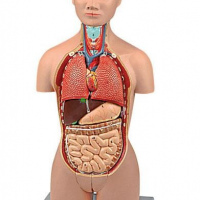 Mini Torso, Dual-Sex, 16 parts, 1/2 Life Size