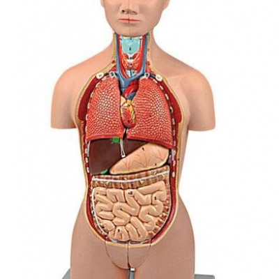 Mini Torso, Dual-Sex, 16 parts, 1/2 Life Size