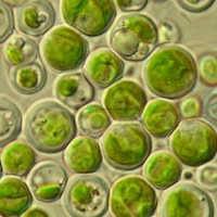 Algae Culture Solution (Chlorella algae)