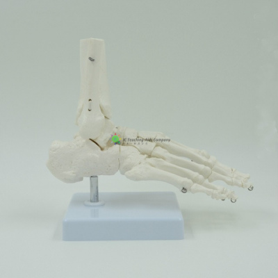 Bone of Foot