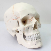 Human Skull, 3 parts, numbered