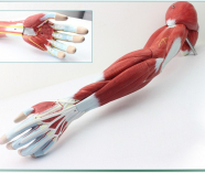 Muscles of the Human Arm, 7-parts