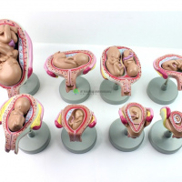 Fetal Development, 8-parts