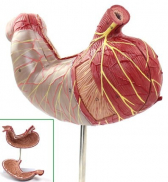 Stomach, 1.5x life size, 2 Parts
