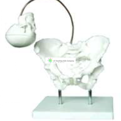 Model of Pelvis Demonstrate Birth