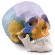 Coloured Skull, 3 parts