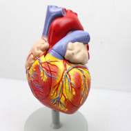 Human Heart, 4 Parts