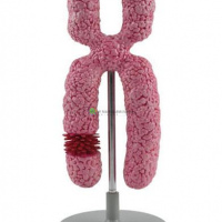 Chromosome Model, 10000x