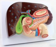 Liver with Gallbladder, Pancreas and Duodenum