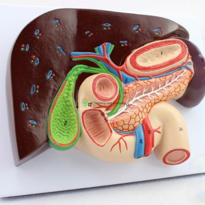 Liver with Gallbladder, Pancreas and Duodenum