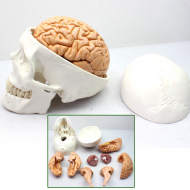 Human Skull With Brain, 10 parts