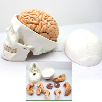 Human Skull With Brain, 10 parts