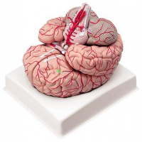 Brain with Arteries, 9 Parts