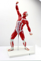 Muscular Body, 1/4x Life Size