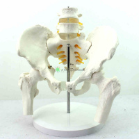 Model Pelvis with 4th and 5th Lumbar Vertebrae