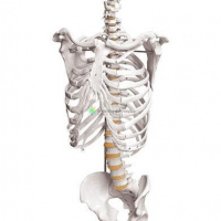 人体躯干的骨骼