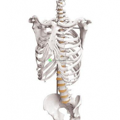 Skeleton of Human Trunk